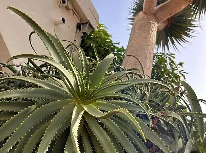 Lägenhet Opuncja San Miguel de Abona